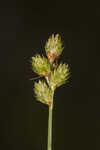 Florida hammock sedge